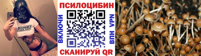 Купить где  Котельнич  Галлюциногенные грибы Psilocybine cubensis 
